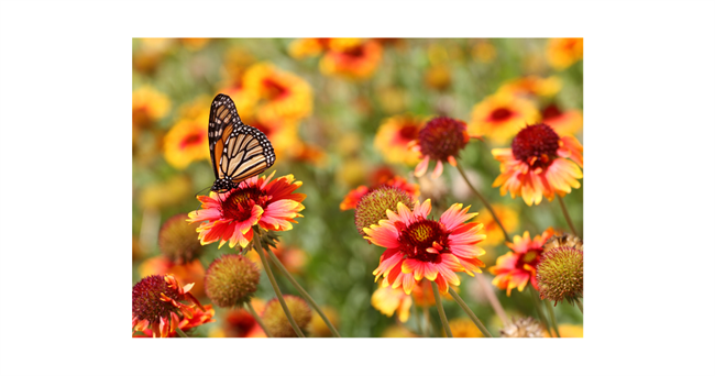 TIME TO PREPARE YOUR GARDEN FOR SPRING